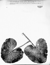Image of Ceriophora palustris